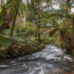 Warburton - (Yarra Valley)
