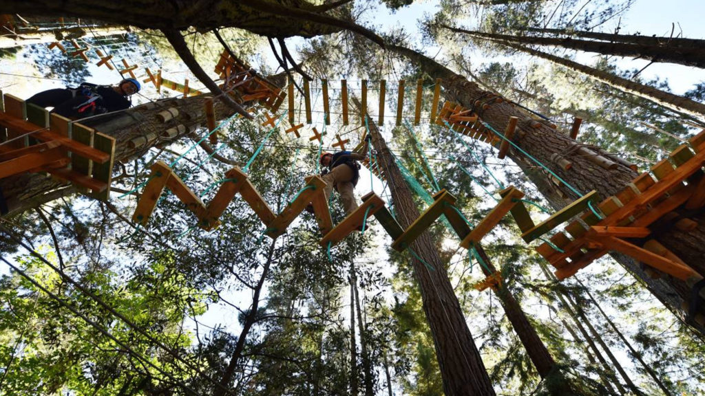 Trees Adventure