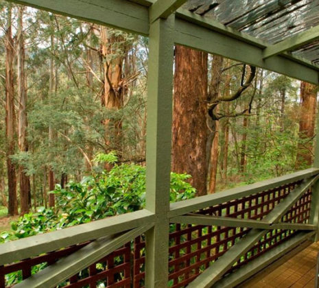 Ferny Glade